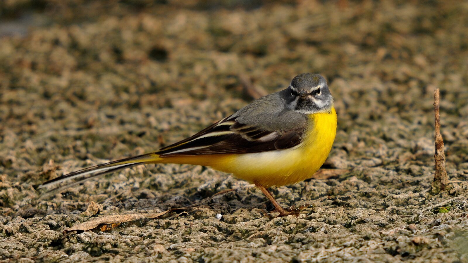 Grey Wagtail