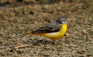 Grey Wagtail