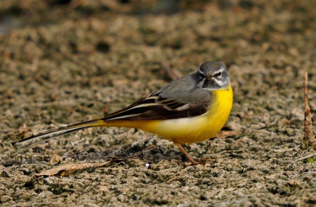 Grey Wagtail