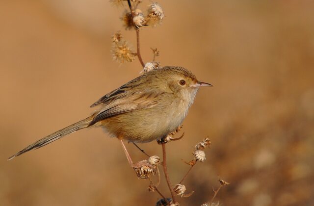 Graceful Prinia