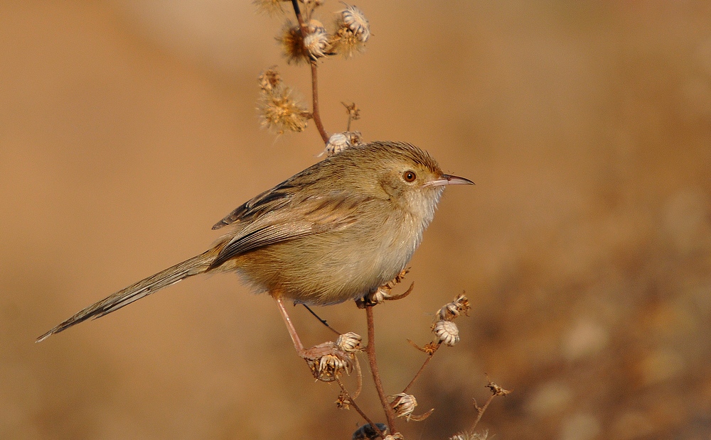 Graceful Prinia