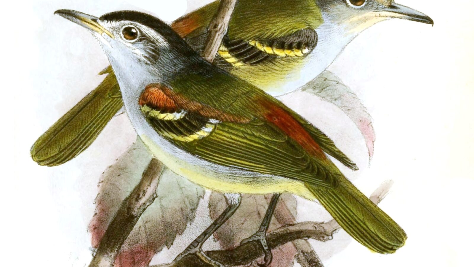 Chestnut-shouldered Antwren