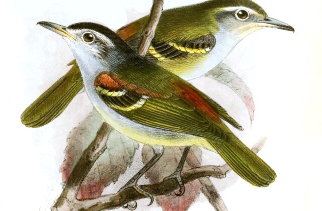 Chestnut-shouldered Antwren