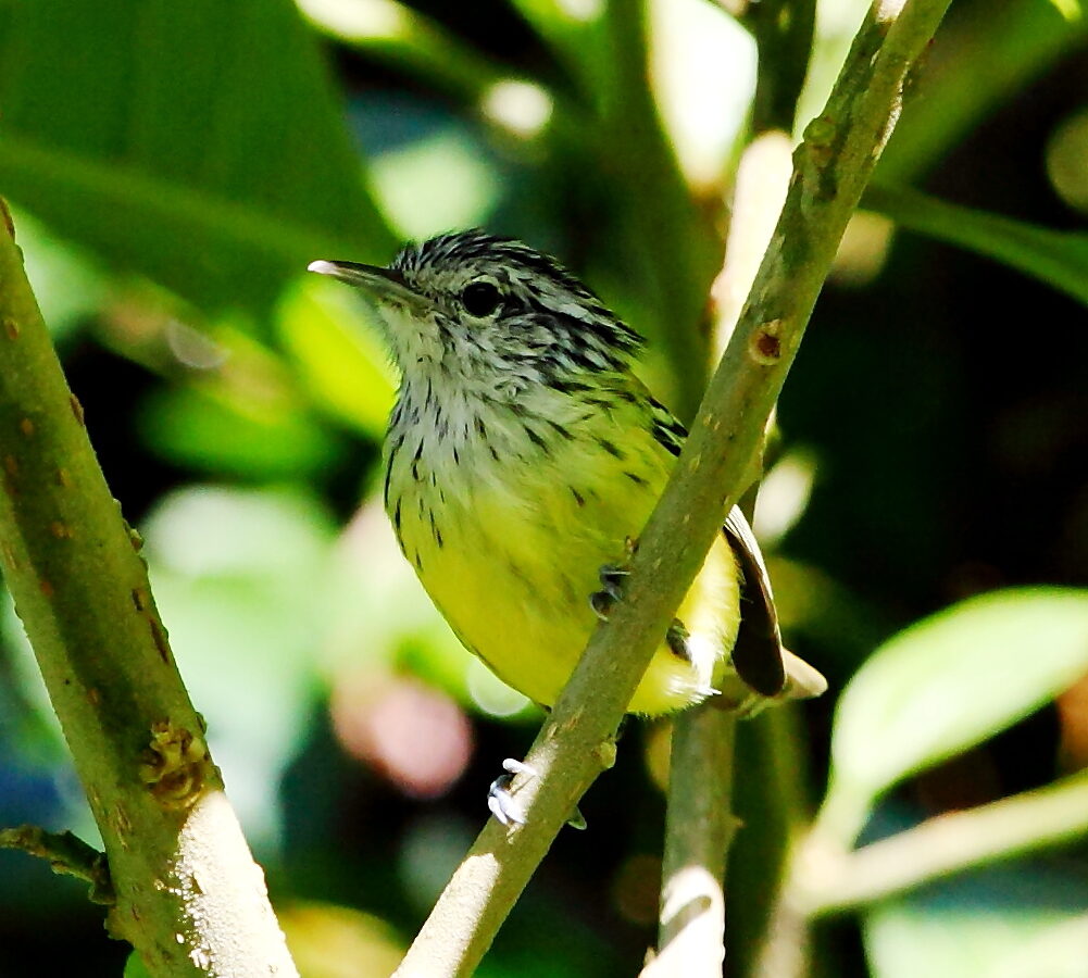 Streak-capped Antwren