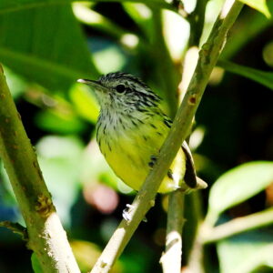 Streak-capped Antwren