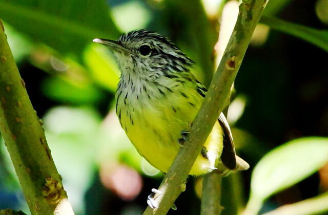 Streak-capped Antwren