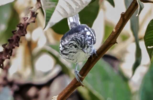 Orange-bellied Antwren
