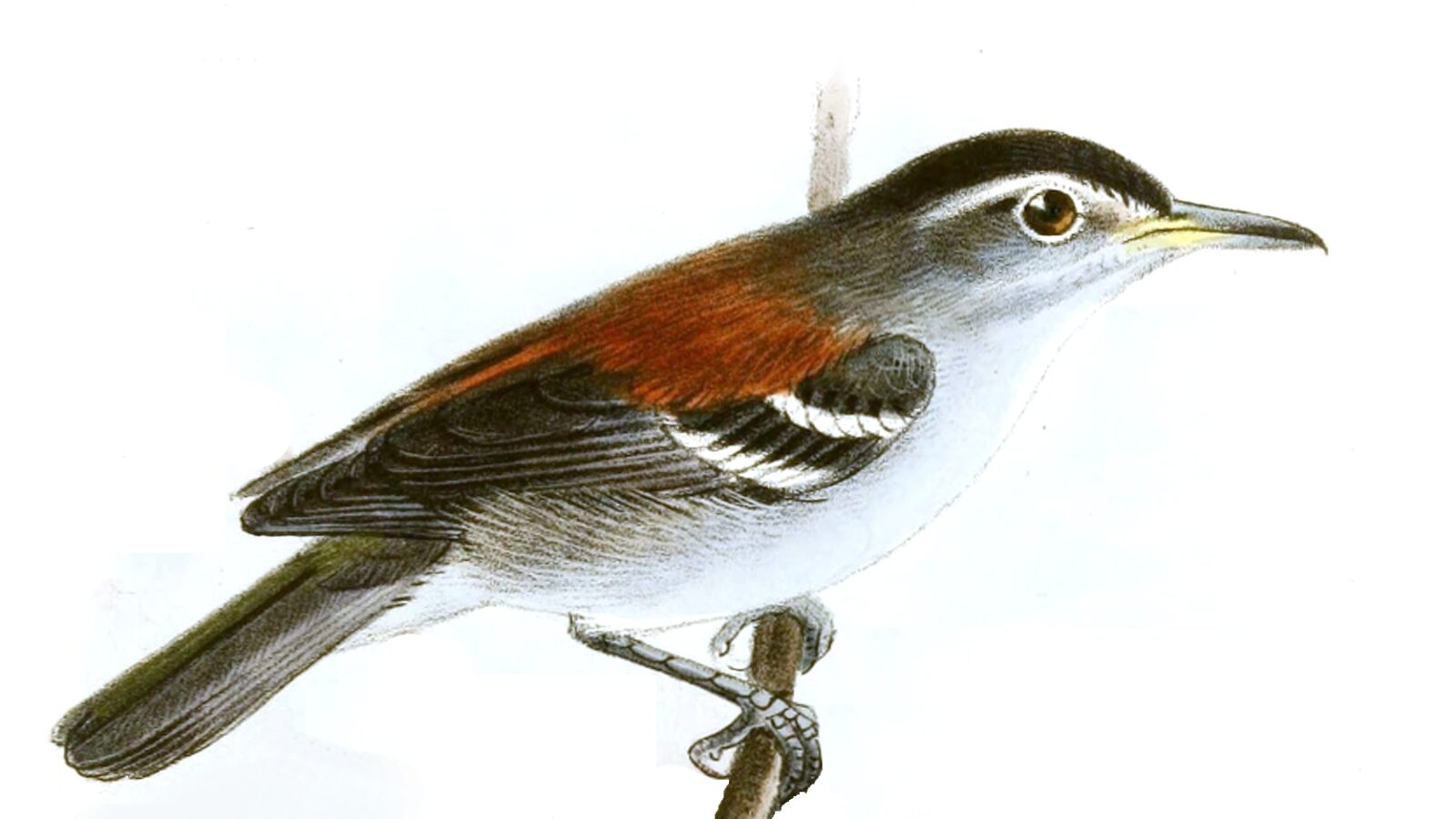 Ash-winged Antwren
