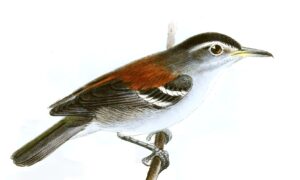 Ash-winged Antwren