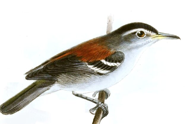 Ash-winged Antwren