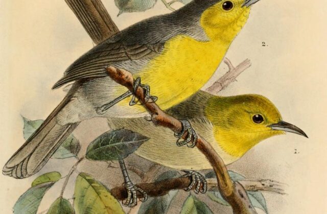 Oriente Warbler