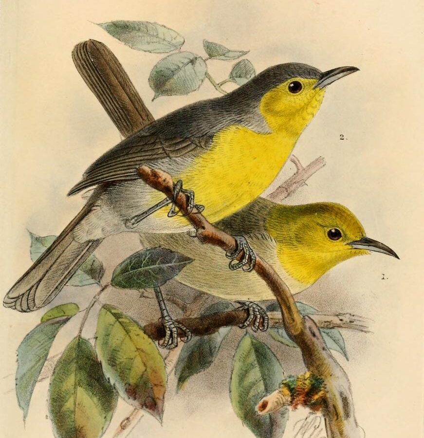 Oriente Warbler