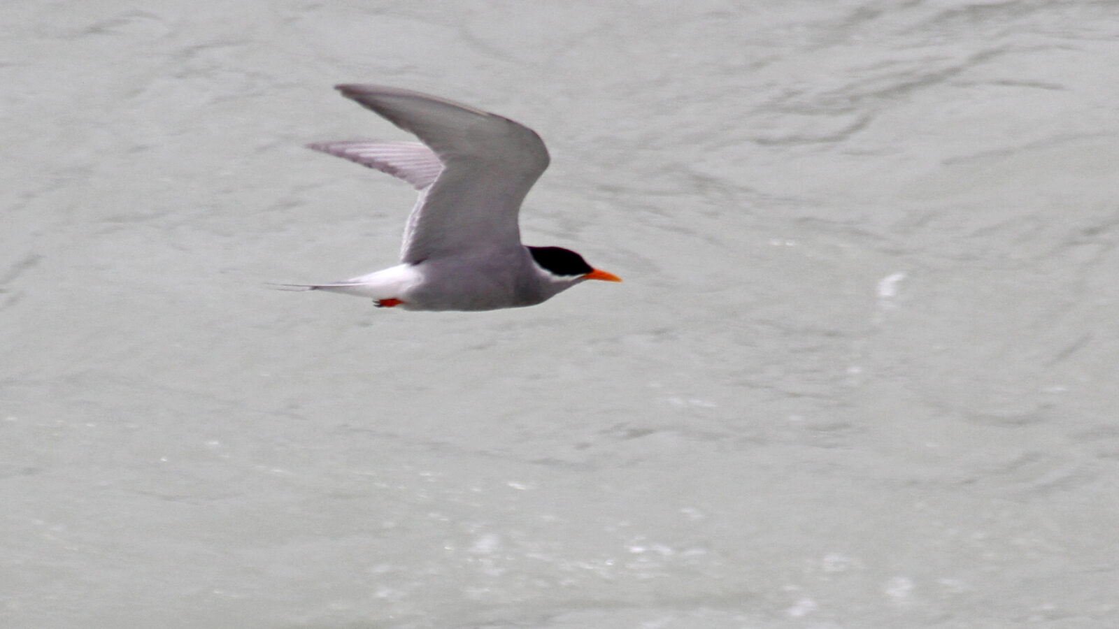 Black-fronted Tern