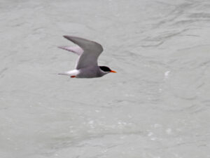 Black-fronted Tern