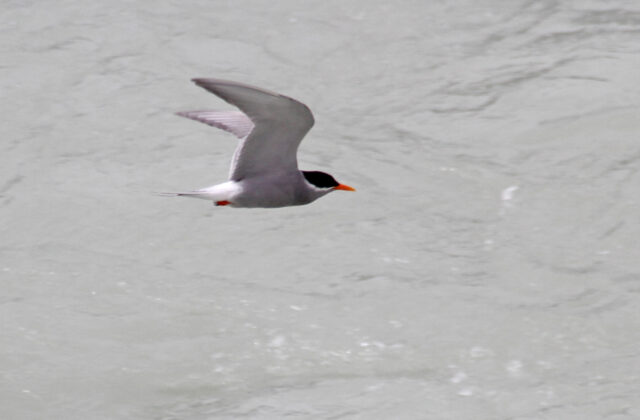 Black-fronted Tern