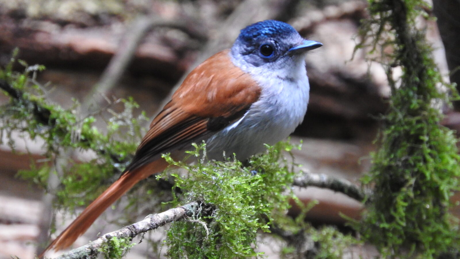 Sao Tome Paradise Flycatcher