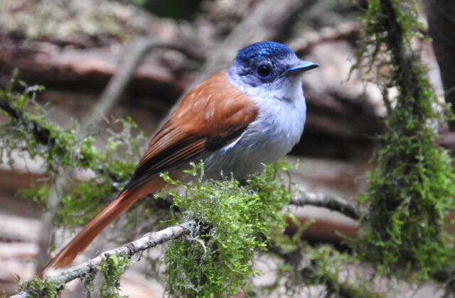 Sao Tome Paradise Flycatcher