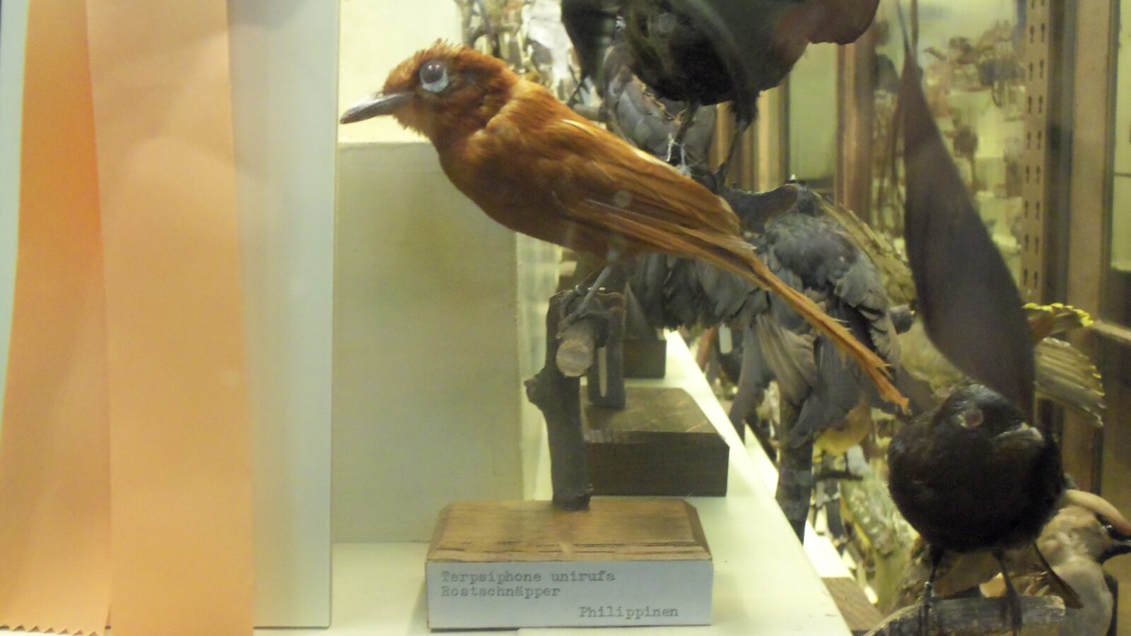 Rufous Paradise Flycatcher