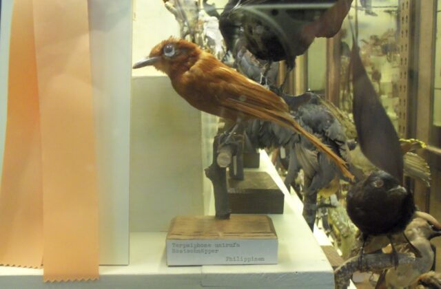 Rufous Paradise Flycatcher