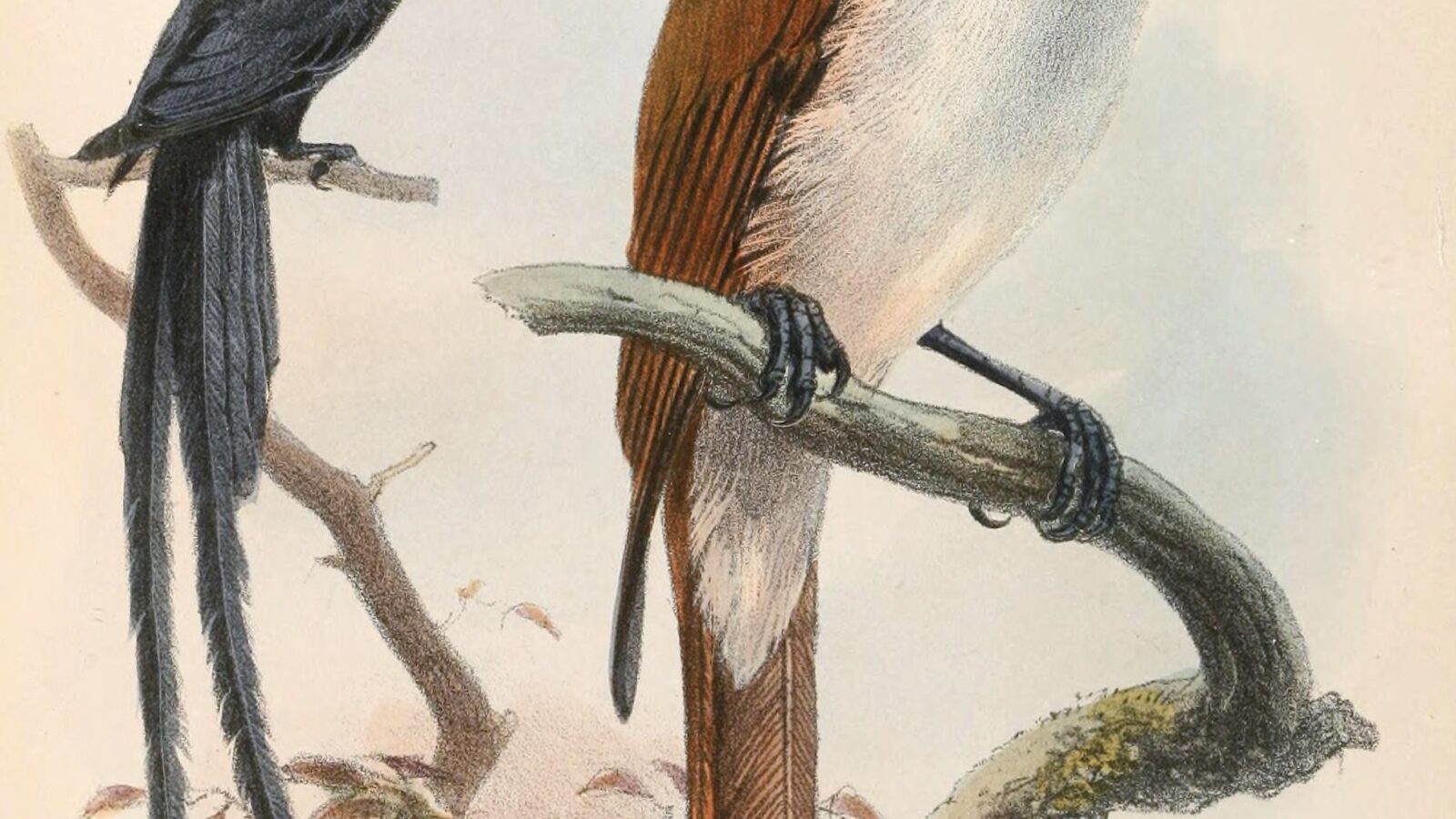 Seychelles Paradise Flycatcher