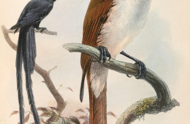Seychelles Paradise Flycatcher