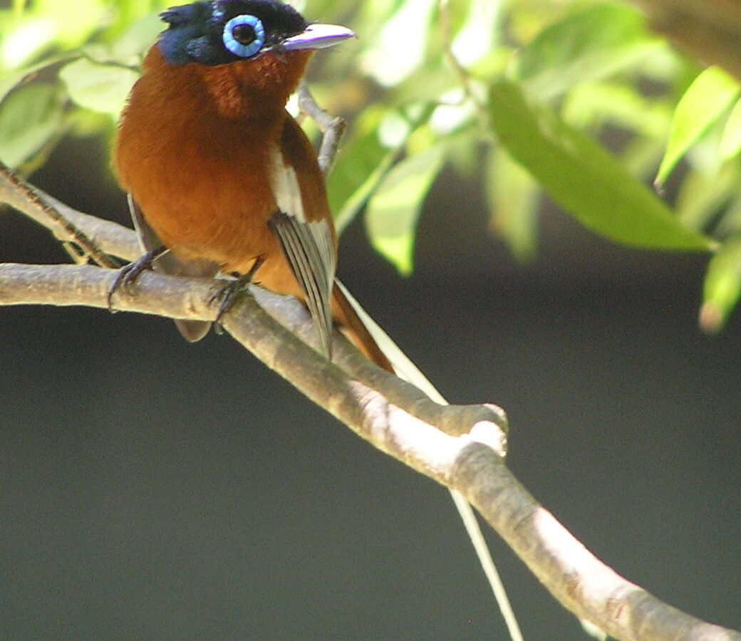 Malagasy Paradise Flycatcher
