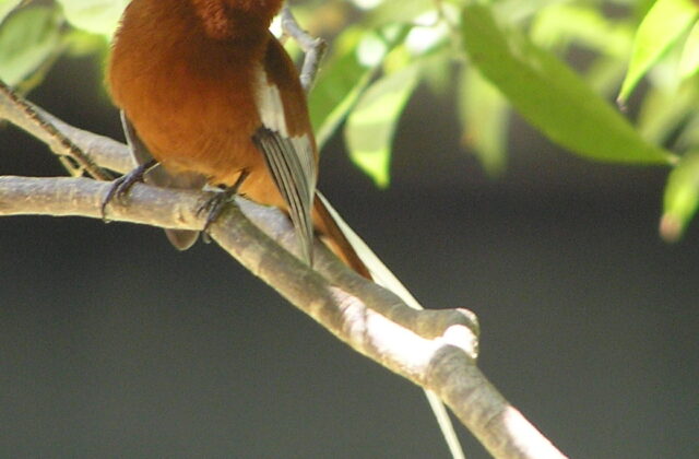 Malagasy Paradise Flycatcher