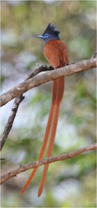African Paradise Flycatcher