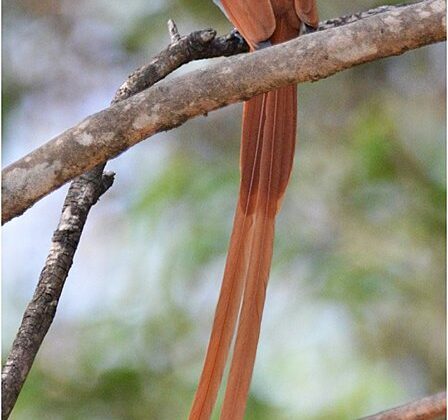 African Paradise Flycatcher