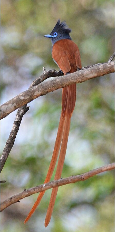 African Paradise Flycatcher