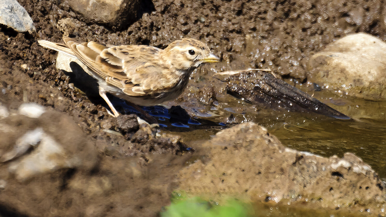 Mediterranean Short-toed Lark