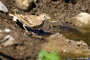 Mediterranean Short-toed Lark