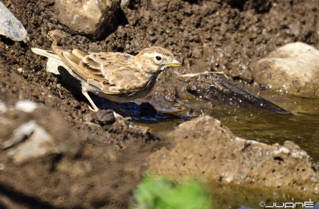 Mediterranean Short-toed Lark