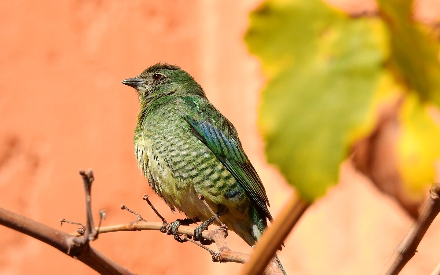 Swallow Tanager