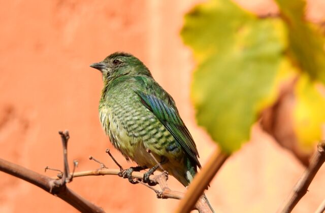 Swallow Tanager