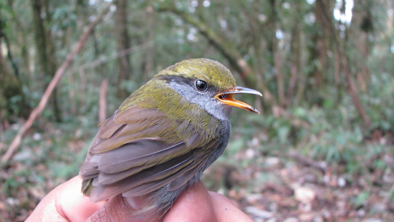 Grey-bellied Tesia