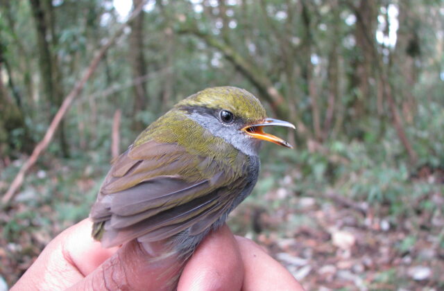 Grey-bellied Tesia