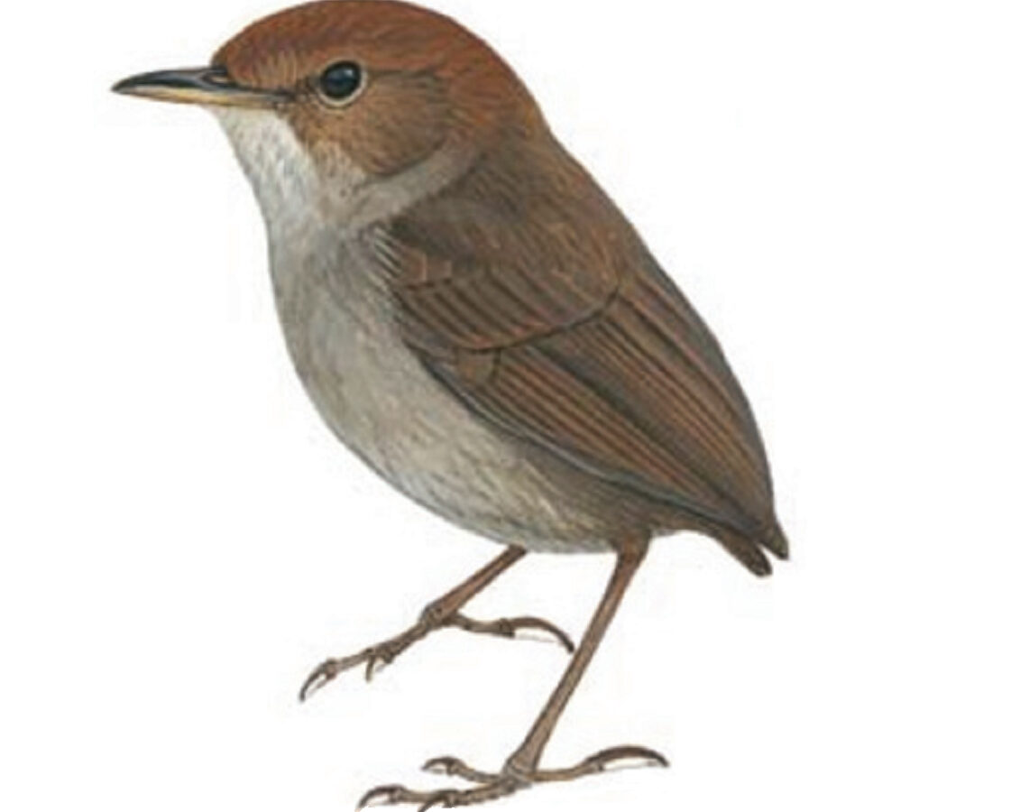 Russet-capped Tesia