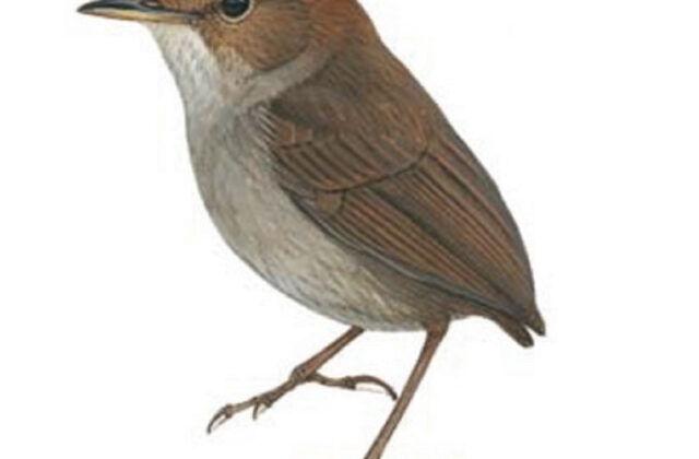 Russet-capped Tesia