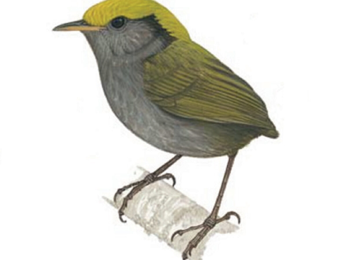 Slaty-bellied Tesia