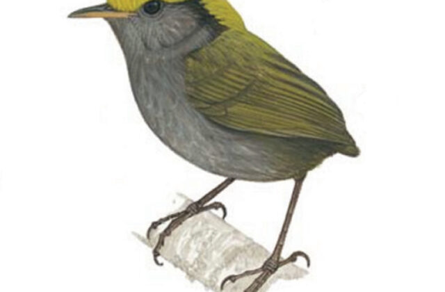 Slaty-bellied Tesia