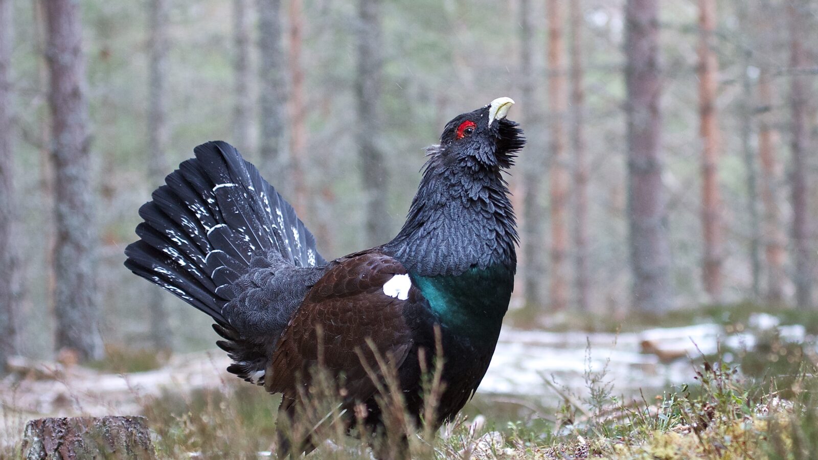 Western Capercaillie
