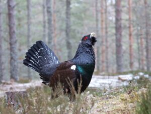 Western Capercaillie