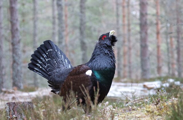 Western Capercaillie