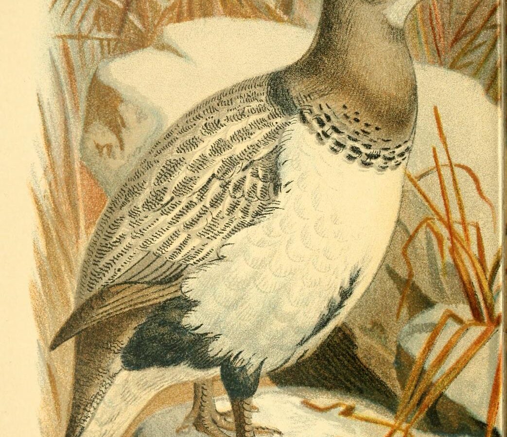 Altai Snowcock