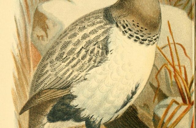 Altai Snowcock