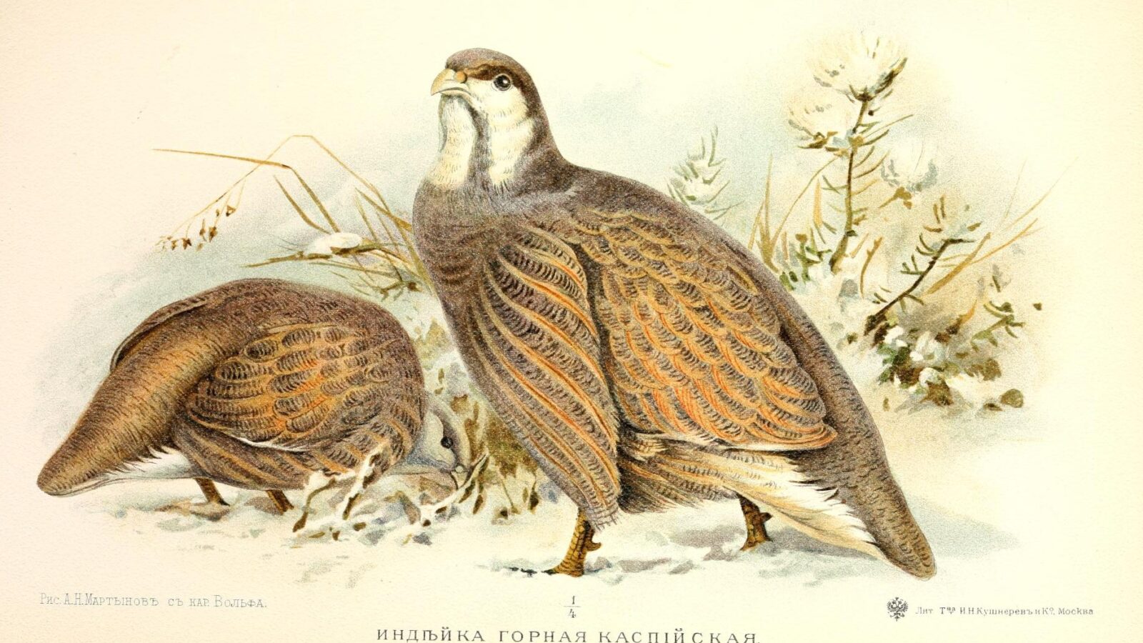 Caspian Snowcock