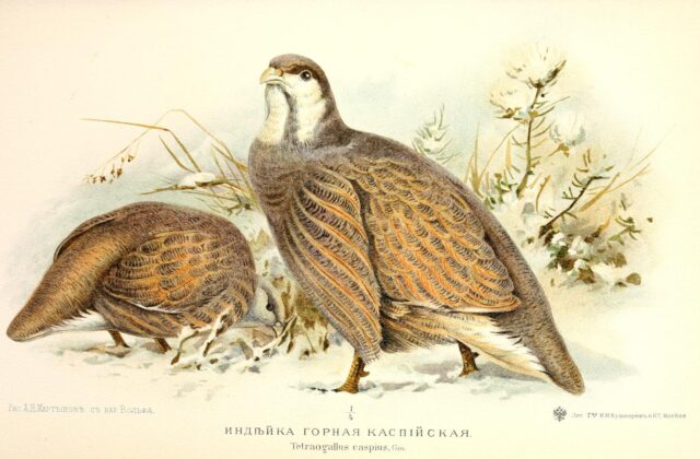 Caspian Snowcock