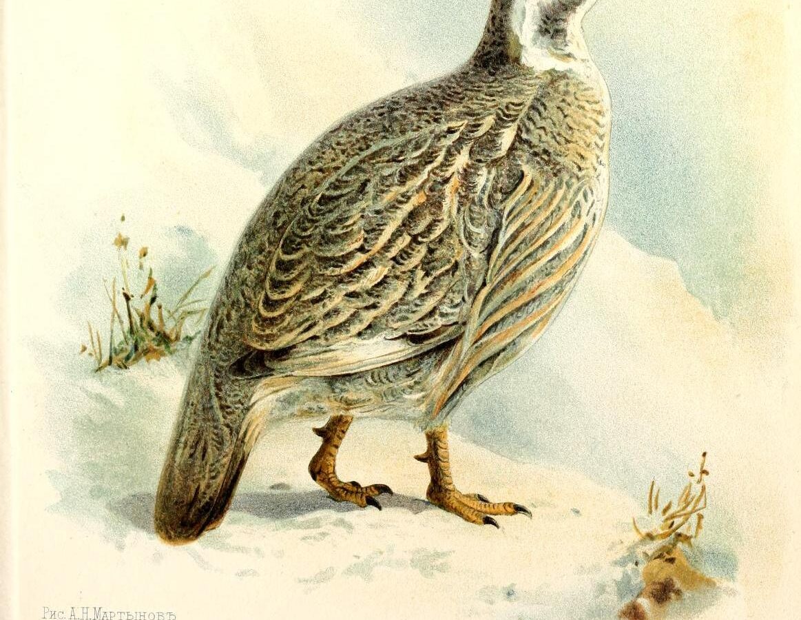 Caucasian Snowcock
