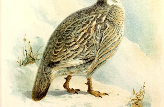Caucasian Snowcock